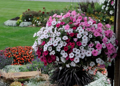 PLANTON K – Nawóz do Pelargonii i Roślin Kwitnących 200 g