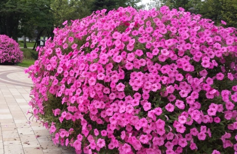 PLANTON K – Nawóz do Pelargonii i Roślin Kwitnących 200 g
