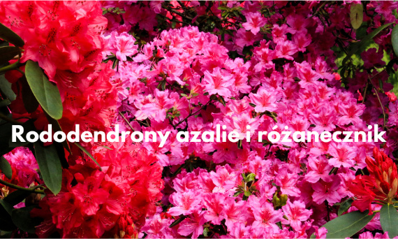 Rododendron i azalia - wymagania i uprawa