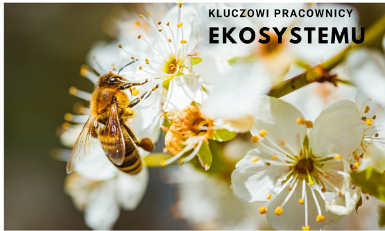 Rola pszczoł w przyrodzie