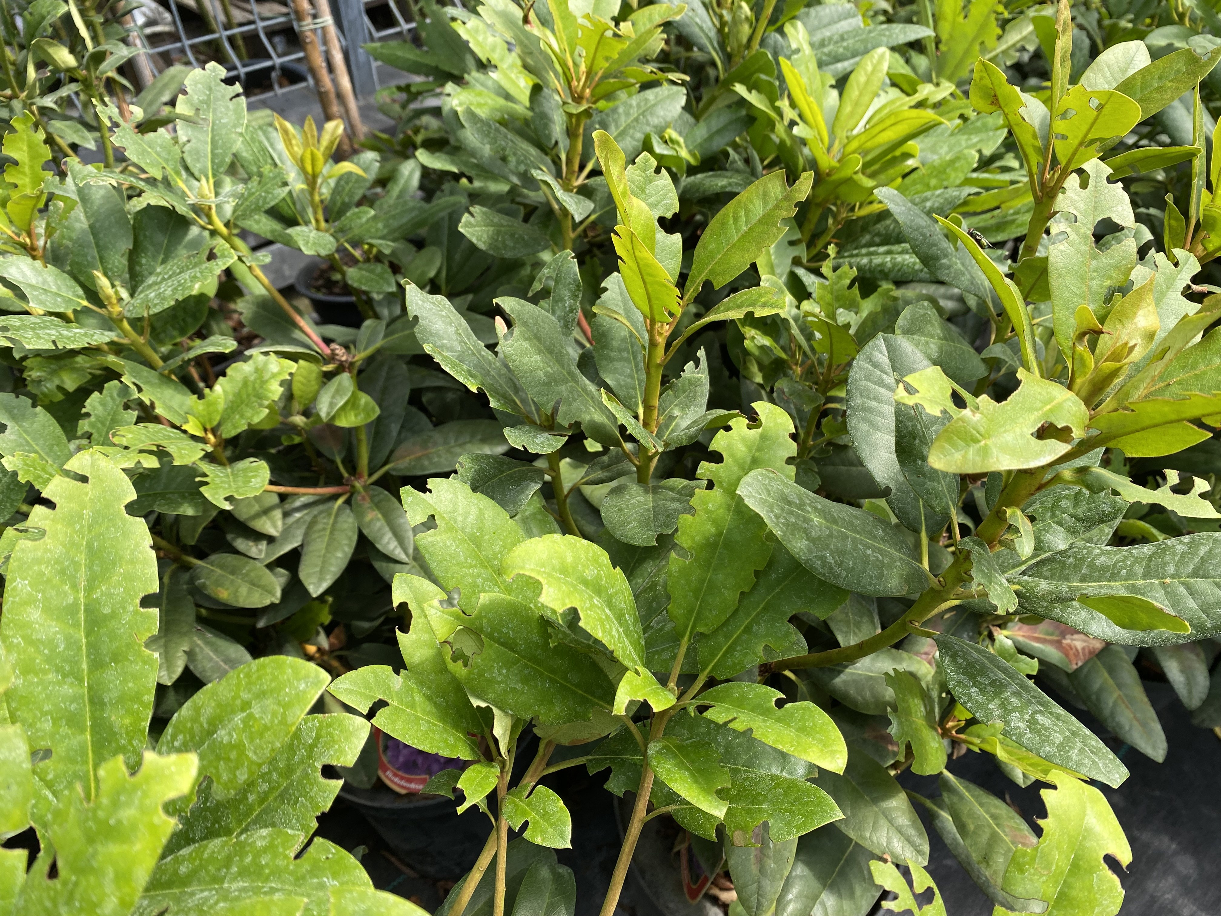 opuchlak truskawkowiec na rododendronie pogryżione liście rododendron